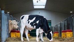 UK-bred Coyote leads the pack  